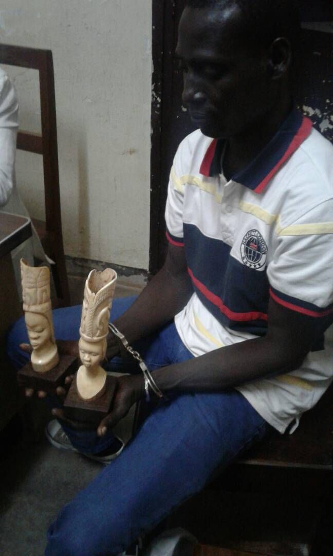 Cameroun: Un trafiquant d’ivoires arrêté à Yaoundé