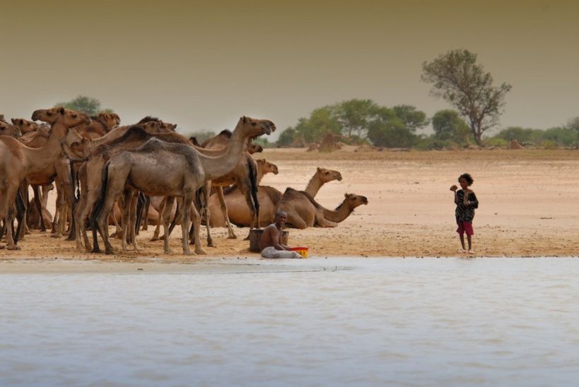 Des animaux au parc de Zakouma. Crédits photo : sources