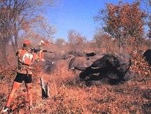 Un braconnier tire sur un éléphant.