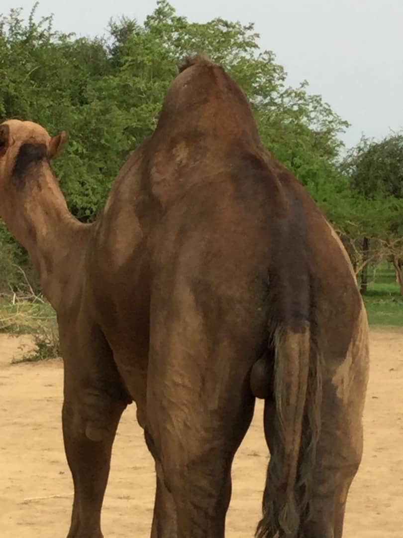 Le dos noirci par les urines et les déjections du mâle en rut. Les glandes sur la nuque suintent d’un liquide noirâtre et odo
