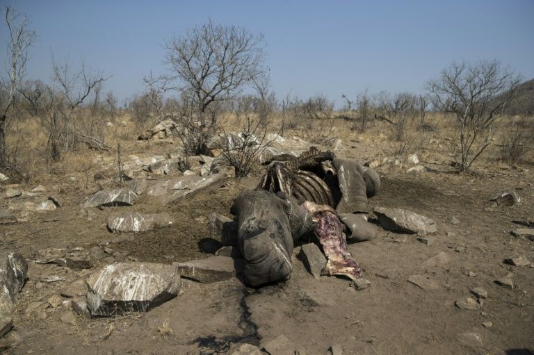 La carcasse d'un rhinocéros blanc abattu par des braconniers pour récupérer ses cornes, dans le parc national Kruger, en Afri