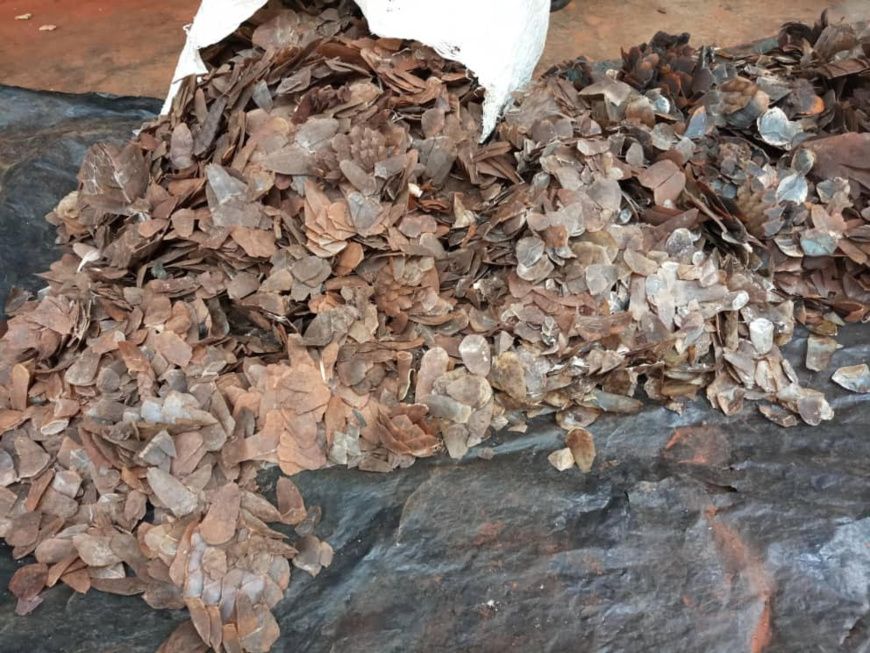 Les écailles de pangolin sont considérées comme ayant des vertus médicinales et sont utilisées dans la médecine traditionnell