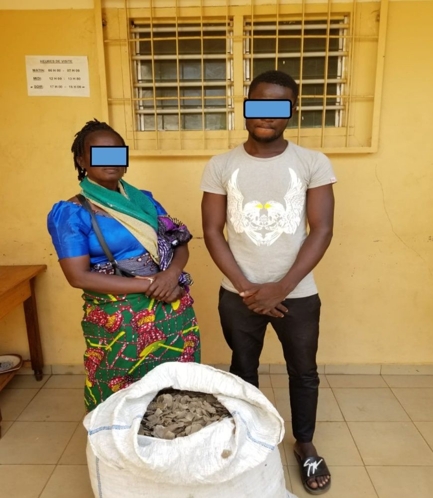 Deux trafiquants arrêtés pour le commerce de 37 kg d’écailles de pangolin à Lomé