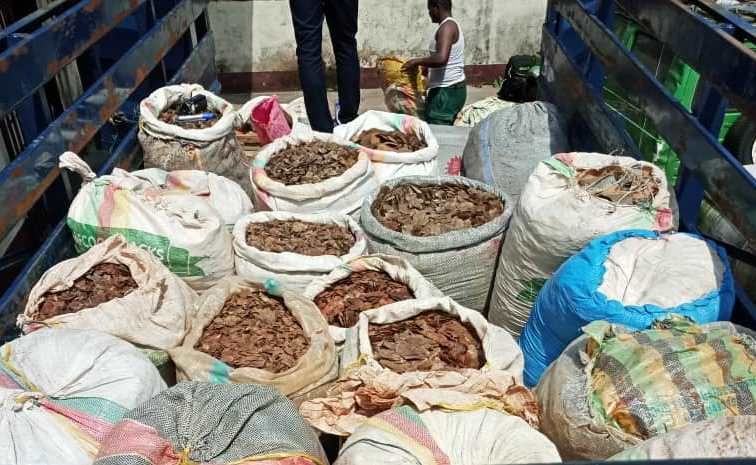 Écailles de pangolin saisies : le trafic de produits issus de la faune est la principale cause du déclin des espèces faunique