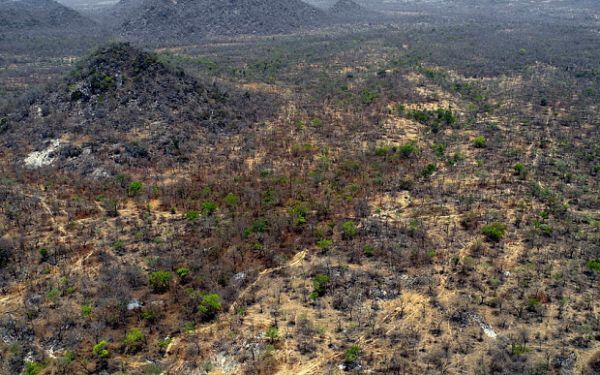 La forêt de Sambisa. © DR