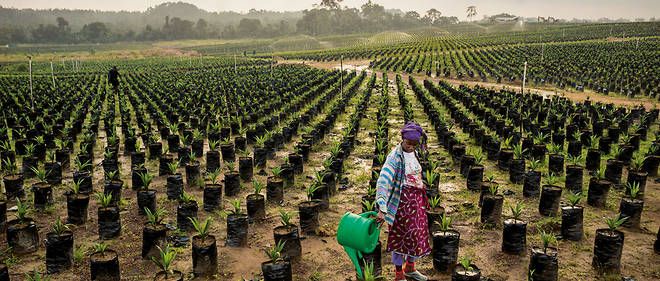 Des terres agricoles en Afrique. © DR