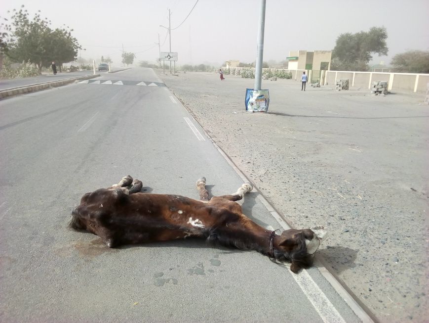 Tchad : au Hadjer Lamis, le vent et la brume affectent la population et l'économie. © Mbainaissem Gedeon Mbeibadoum/Alwihda I