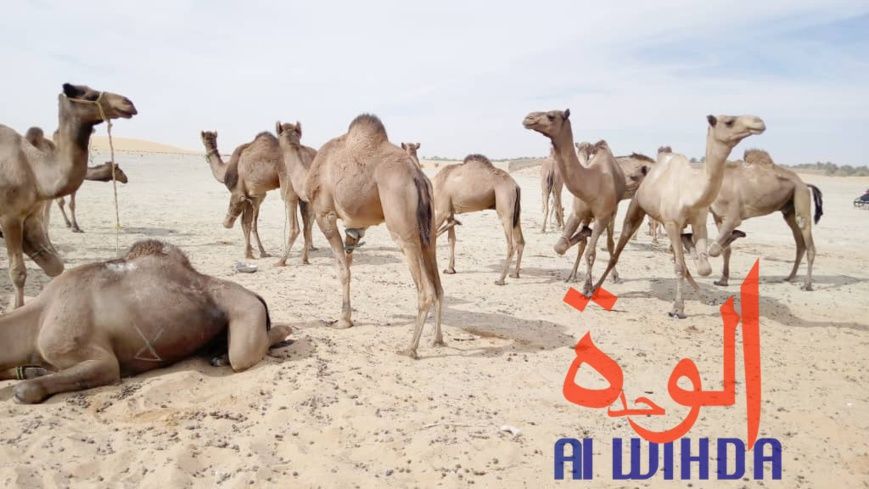 Tchad : vaccination du bétail contre les maladies épidémiologiques au Borkou, le 5 décembre 2019. Illustration © Abdoulaye Ak