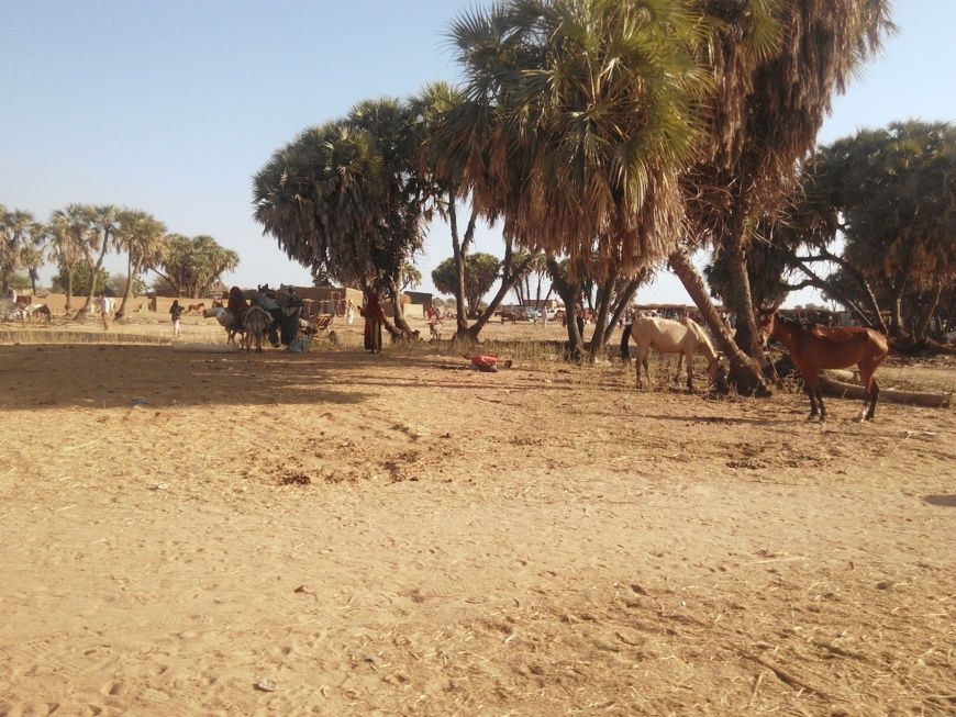 Le marché du dimanche à Am Timan, 24 janvier 2017. Illustration © Droits réservés/Chrisrosenk