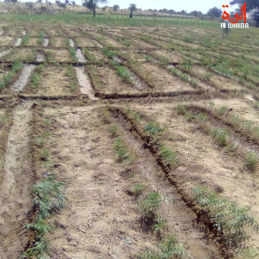 Tchad : la culture maraîchère, un levier économique et social. © Abba Issa/Alwihda Info