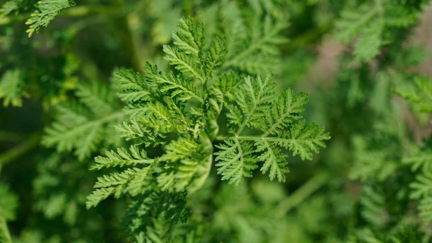 Une plante d'Artémisia. © DR