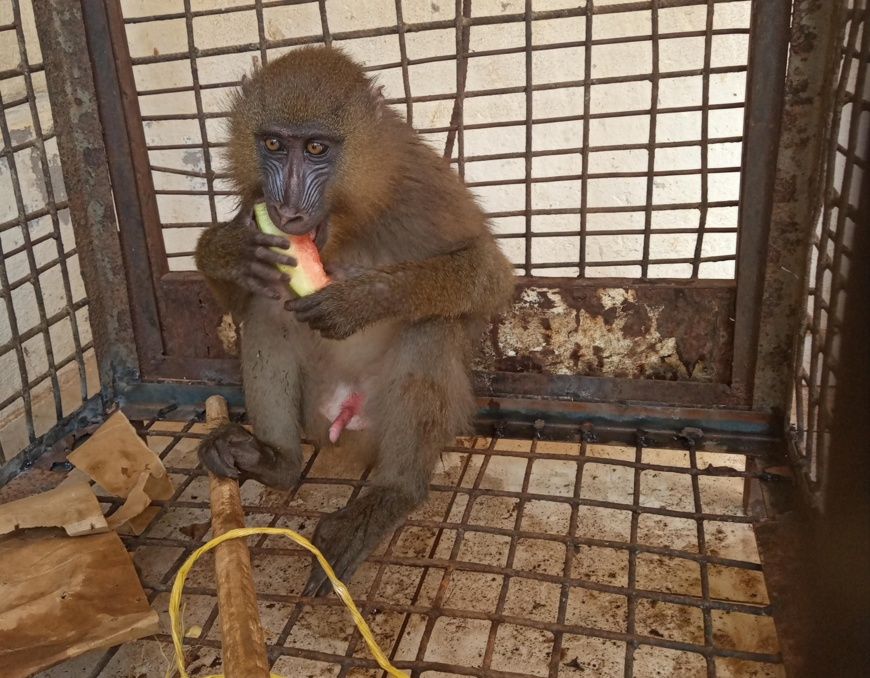 Cameroun : Un commis de douane arrêté avec un mandrill vivant à Ambam
