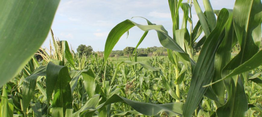 Les pays africains s’engagent à doubler la productivité agricole pour accroître la sécurité alimentaire