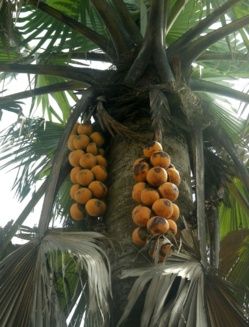 Tchad : Le rônier, une plante multi-usages à Ndjamena