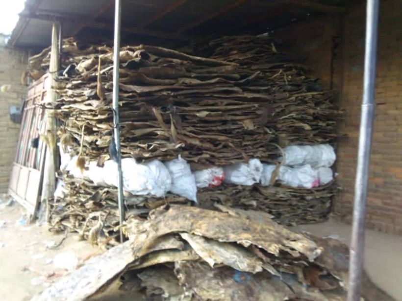 Exportation des peaux d'animaux, le Tchad est un grand perdant