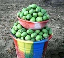 Tchad : avec ses nombreuses vertus, le karité inonde le marché au Sud