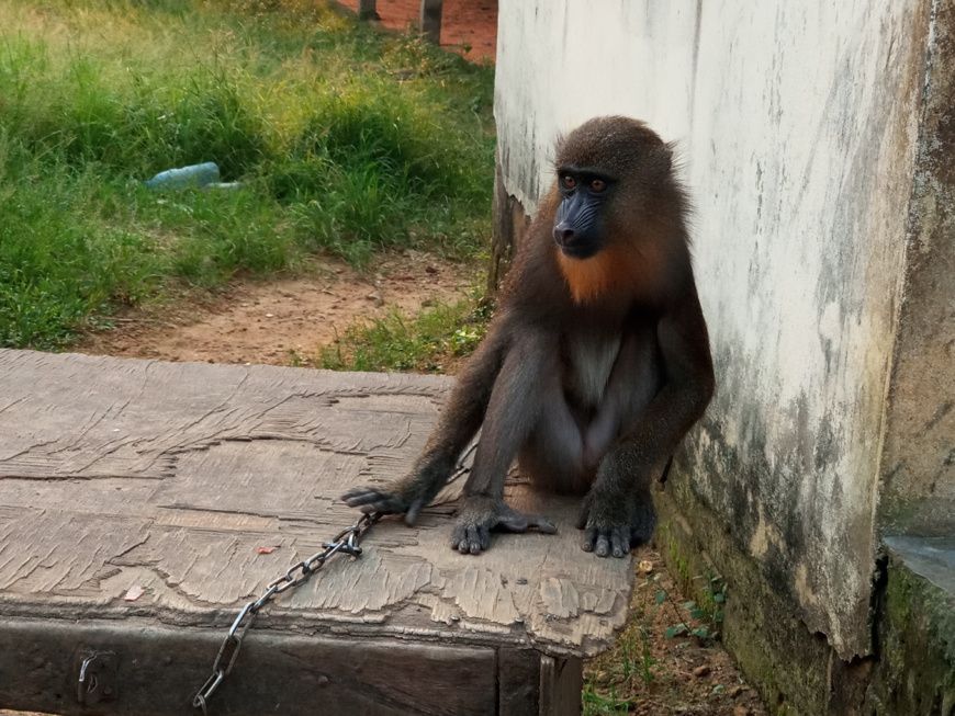Cameroun : un agent communal de Kribi arrêté avec un mandrill vivant