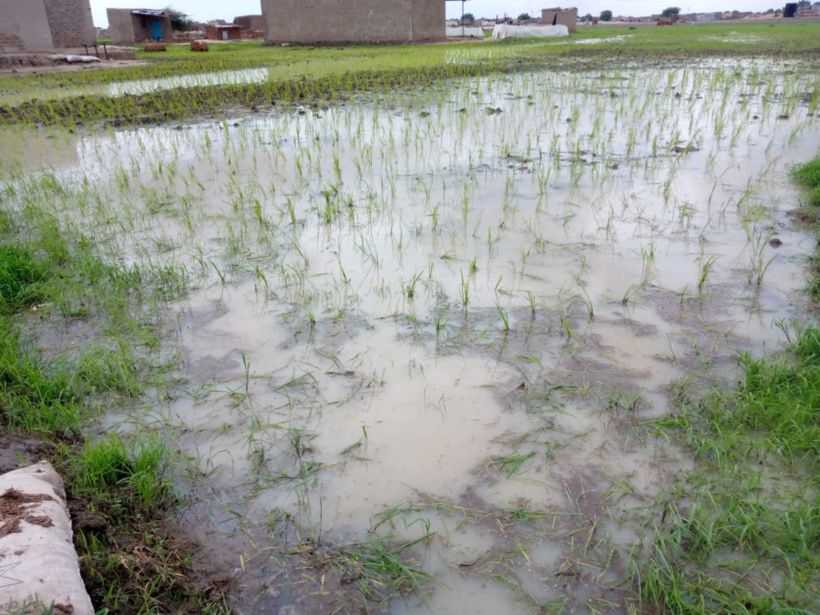 Tchad : ils cultivent le riz à travers la ville de N'Djamena