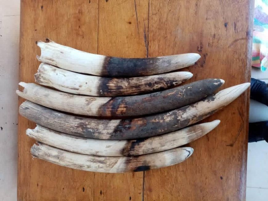 Trafic d’espèces fauniques : l’éléphant d’Afrique menacé d’extinction