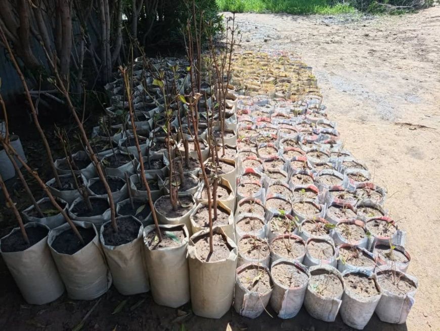 Tchad : l'entrepreneuriat dans le domaine d'arbres fruitiers, un secteur propice