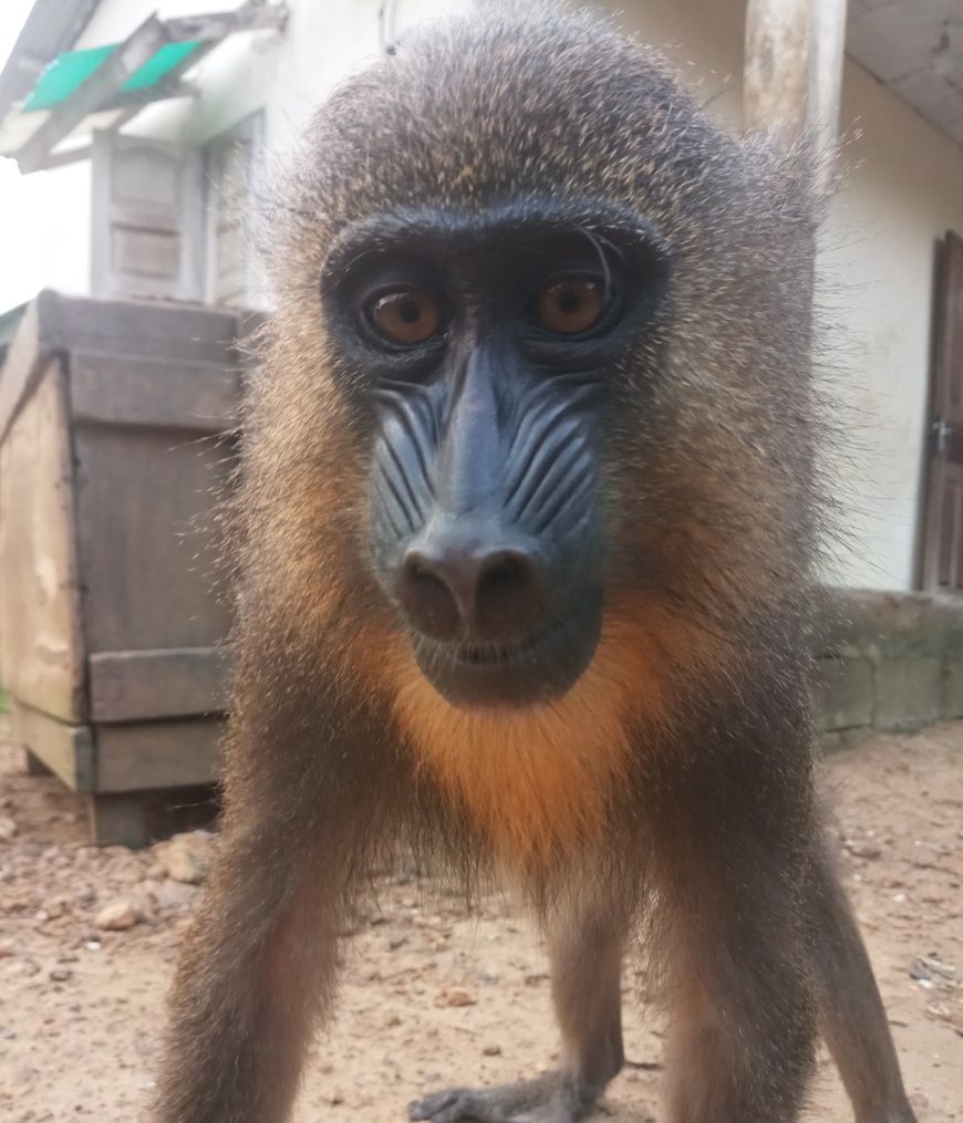 Cameroun : un employé de la mairie de Kribi devant le tribunal pour trafic de mandrill
