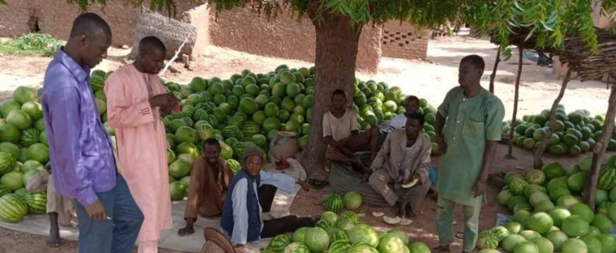Niger : les jeunes fixés sur les investissements agricoles de l’État