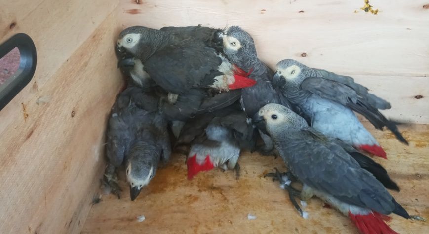 Les perroquets gris ont récemment été inscrits sur la liste rouge de l'Union Internationale pour la Conservation de la Nature