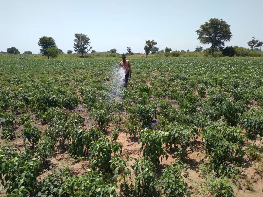 Tchad : au Logone Occidental, le groupement agricole Mekoloum se positionne dans le maraîchage