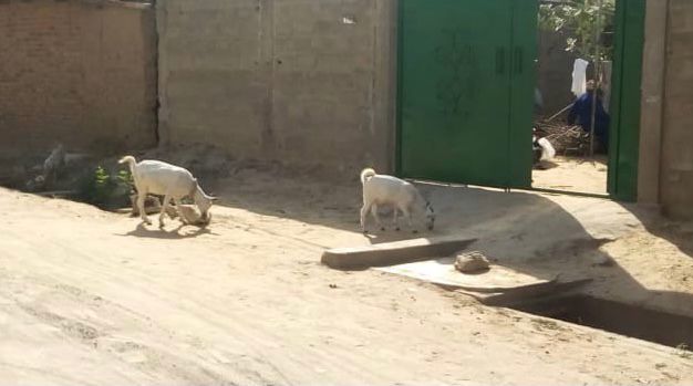 Tchad : la divagation des animaux sur la voie publique, source de nuisance à N'Djamena