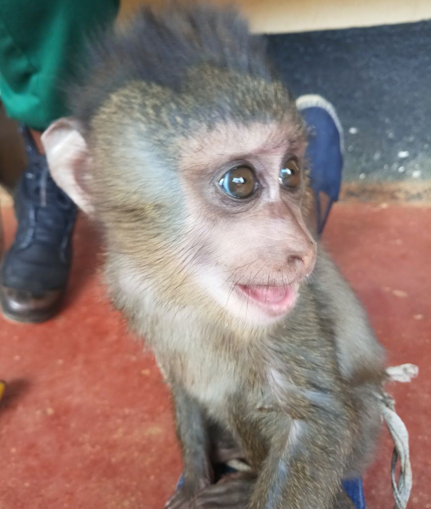 Cameroun : trois trafiquants de drill traduits en justice à Bafang