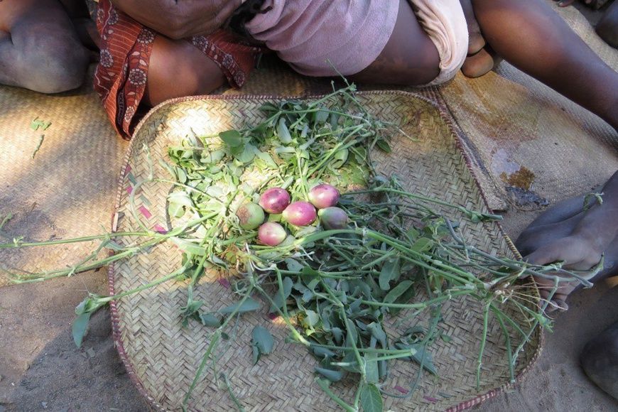 La situation alimentaire dans la région d'Androy, au sud de Madagascar, est désastreuse. Les familles ramassent tout ce qu'el