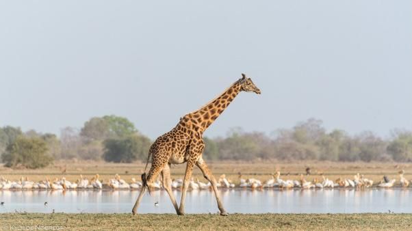 Tchad : renouvellement de l’accord de gestion avec African Parks sur le parc de Zakouma
