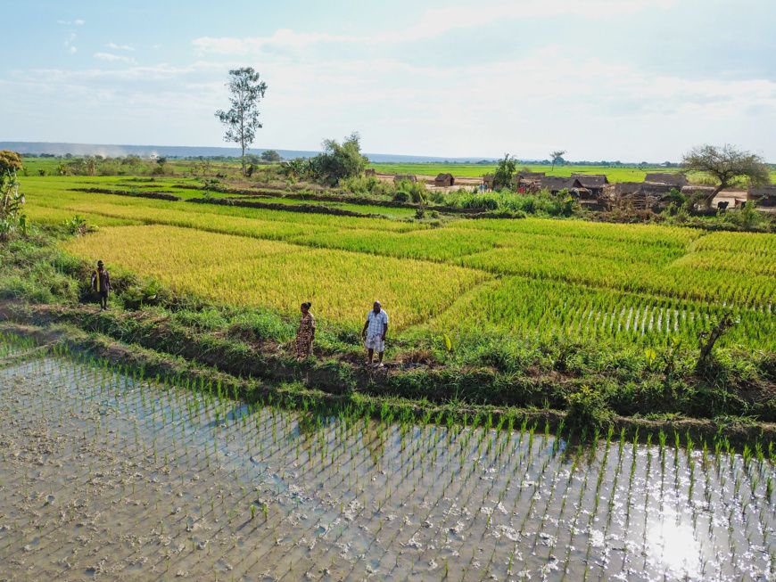 Madagascar : rendements à la hausse pour de jeunes entreprises rurales