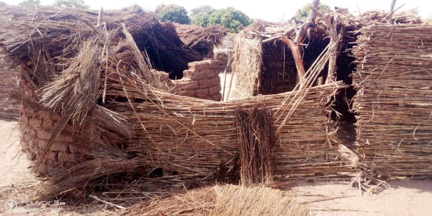 Tchad : les éléphants envahissent la sous-préfecture de Dogou, la population lance un SOS