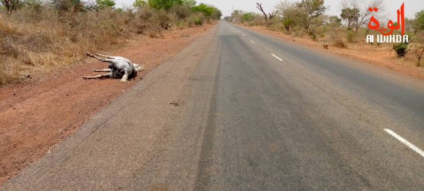 Sécurité routière au Tchad : une urgence à prendre en compte