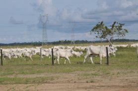 Congo-Sénégal : Macky Sall apprécie l’expérience agropastorale de Sassou N’Guesso
