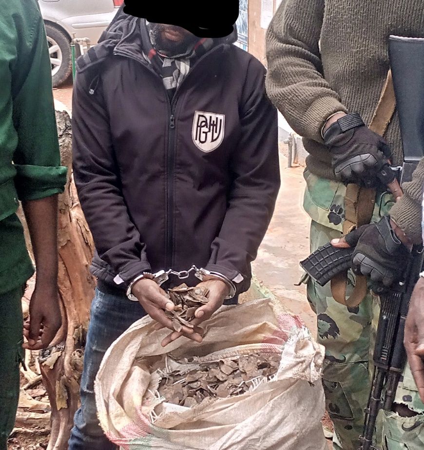 Cameroun : un homme arrêté avec 45 kg d'écailles de pangolin à Bertoua