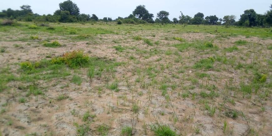 Tchad : le manque de pluie affecte les champs dans le département de la Nya