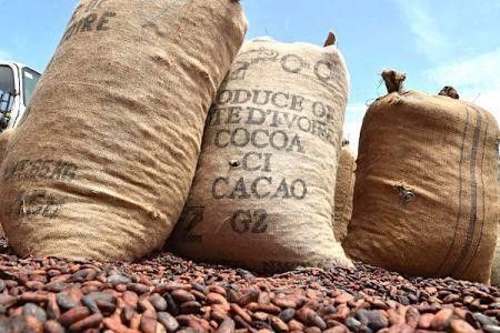Côte d’Ivoire : des défis pour l’année cacaoyère 2023/2024