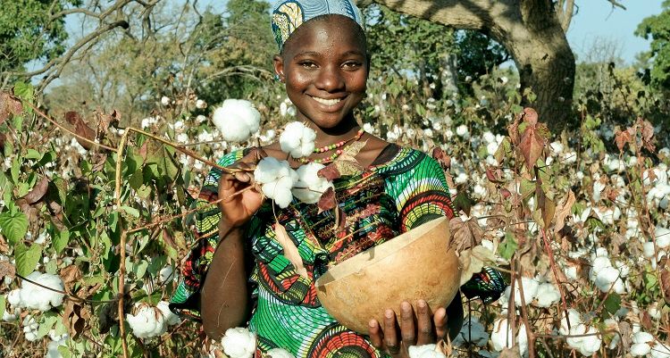 Tchad : CotonTchad veut mobiliser les investissements pour une agriculture durable
