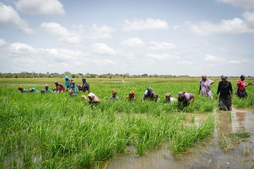 La BAD approuve un prêt de 66 millions $ pour renforcer les fonds propres de la Banque de développement agricole de Tanzanie