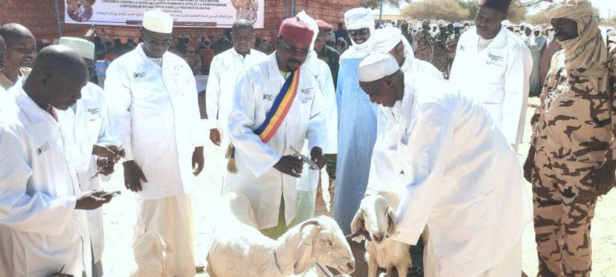 Tchad : une campagne de vaccination du bétail lancée au Batha