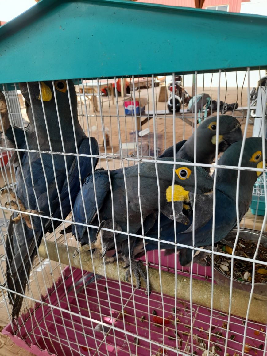 Des trafiquants brésiliens arrêtés en possession des espèces protégées endémiques au large du Togo
