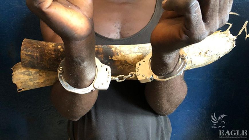 Afrique : 30 trafiquants fauniques arrêtés dans quatre pays du continent