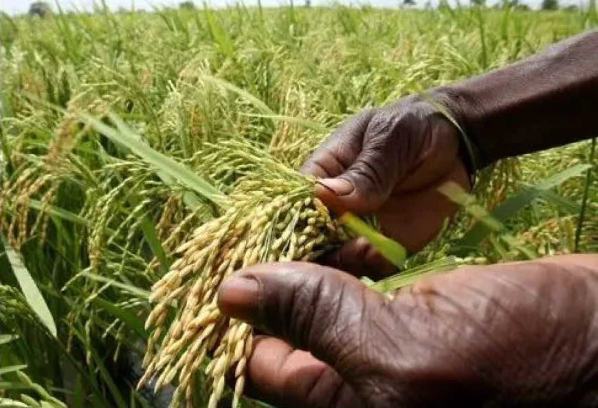 Tchad : avec le temps de l'agriculture, les jeunes tchadiens doivent retourner vers la terre