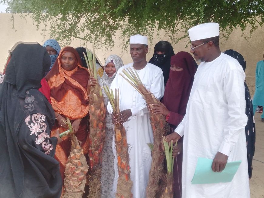 Tchad : 1 000 rejets de dattiers distribués dans la province du Barh El Gazel