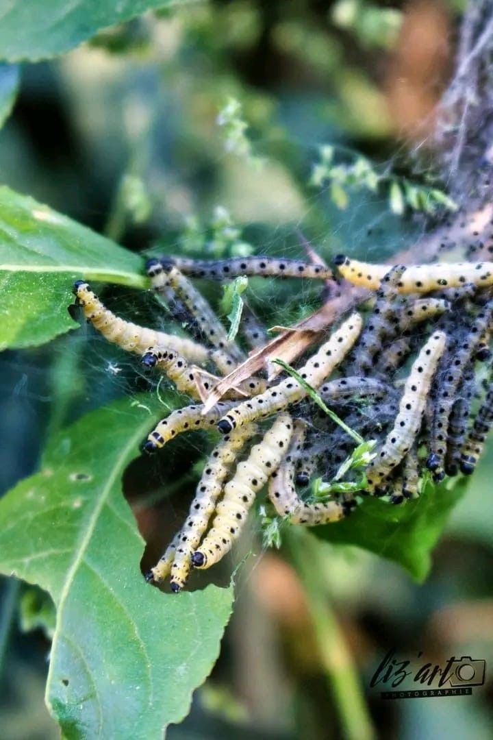 Tchad : L'invasion des chenilles menace les récoltes des agriculteurs : Un cri d'alarme face à la précarité rurale