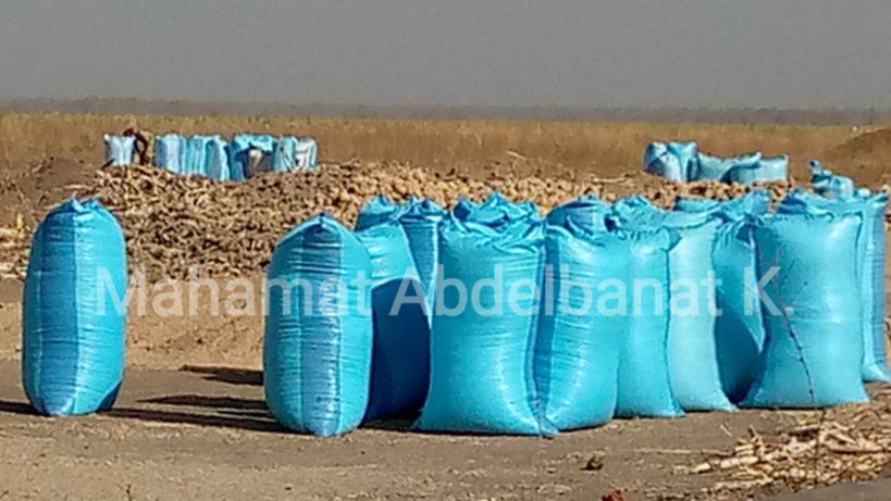 Tchad : face à la cherté de céréale à Am-Timan, la population broie du noir