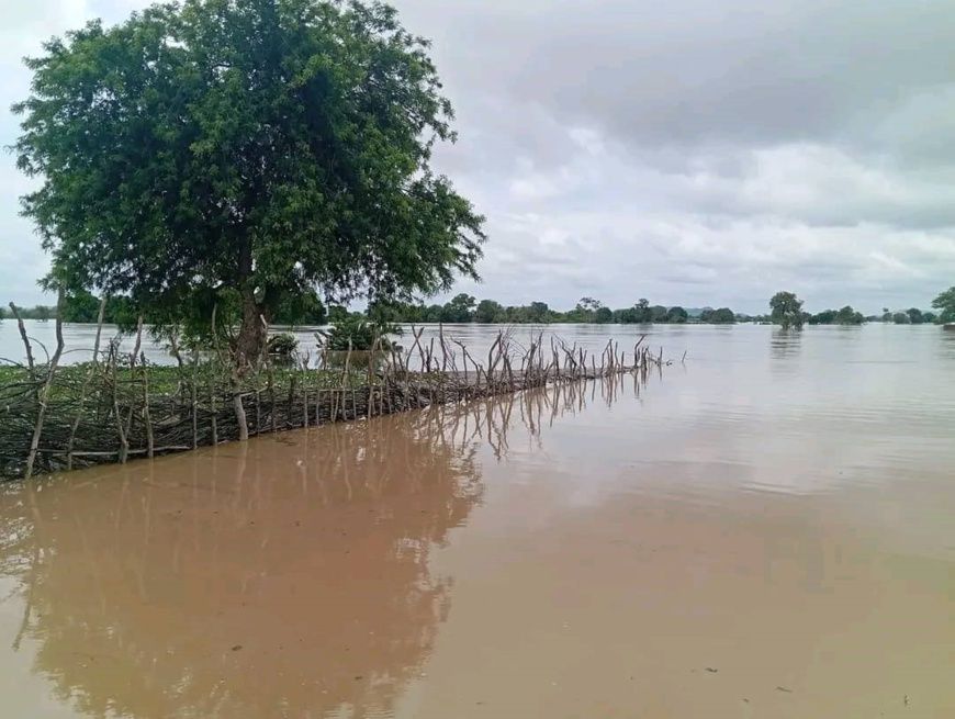 Tchad - Manosaw : Un crocodile sème la panique parmi les éleveurs