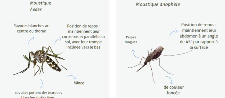 Dengue ou paludisme? Comment distinguer les maladies transmises par les moustiques